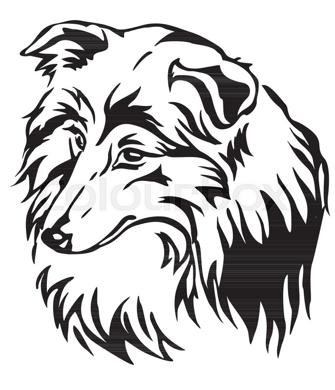 Decorative Portrait Of Dog Shetland Stock Vector Colourbox 686x800 Decorative Portrait Of Dog Shetland Stock Vector Colourbox