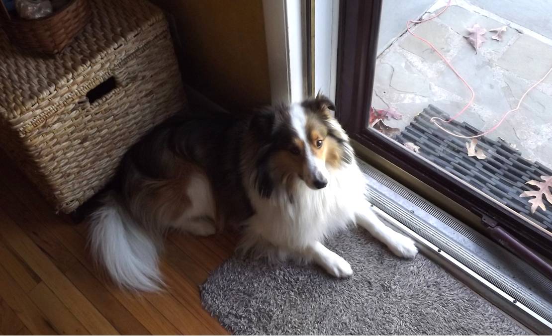 Dr Sheltie 1110x676 Dr Sheltie