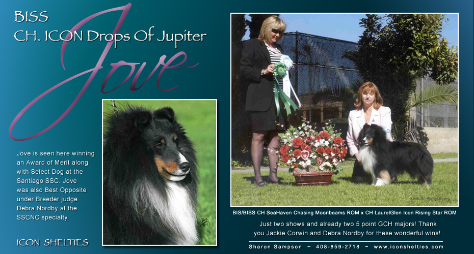 Icon Shelties 930x500 Icon Shelties