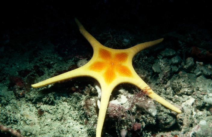 Icon Starfish