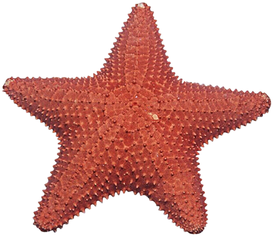 958x833 Download Free Starfish Png Image Icon Favicon Freepngimg