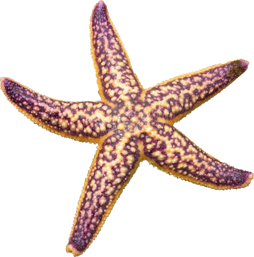 888x899 Download Free Starfish Png Picture Icon Favicon Freepngimg