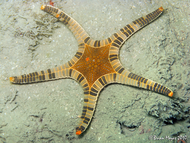 800x600 Icon Sea Star