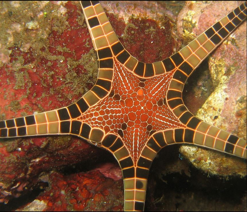 861x740 Iconaster Longimanus, Icon Starfish