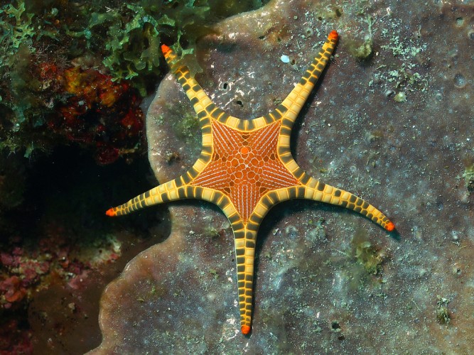 667x500 Iconaster Longimanus The Most Iconic Starfish Of The Sea