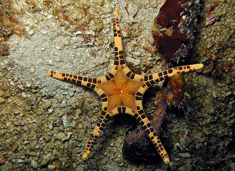 800x581 Australia's Red Yellow Iconaster Sea Star