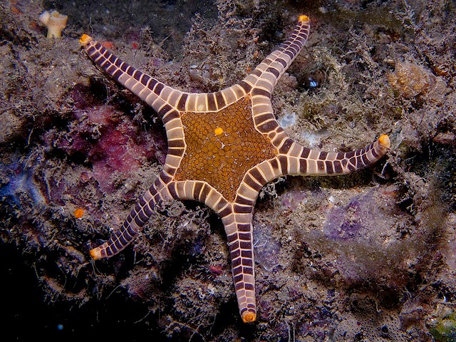 640x480 Starfish Urchin Double Starfish