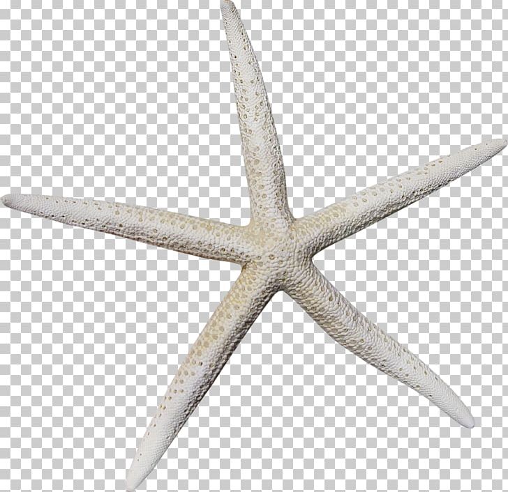 728x706 Starfish Icon Png, Clipart, Adobe Illustrator, Angle, Animals
