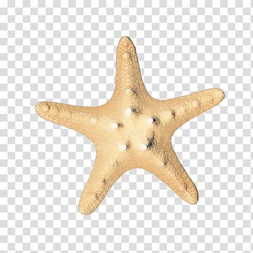 500x500 Starfish Sea Icon, Starfish Transparent Background Png Clipart