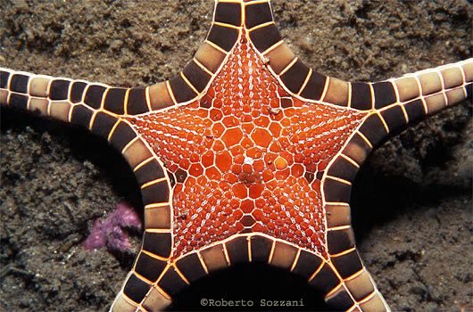 530x350 This Incredible Species Of Starfish Is Known As The Icon Star