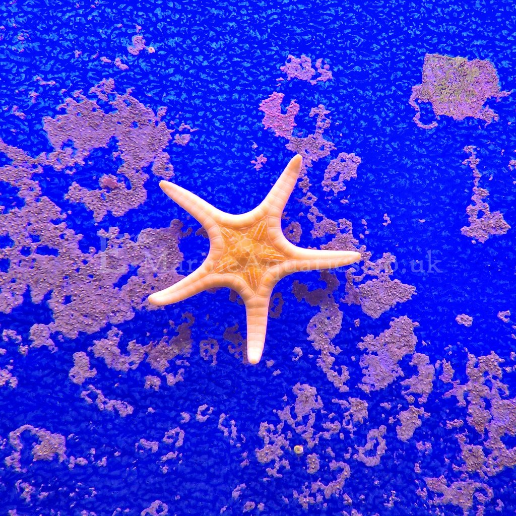 1024x1024 Double Star, Icon Starfish