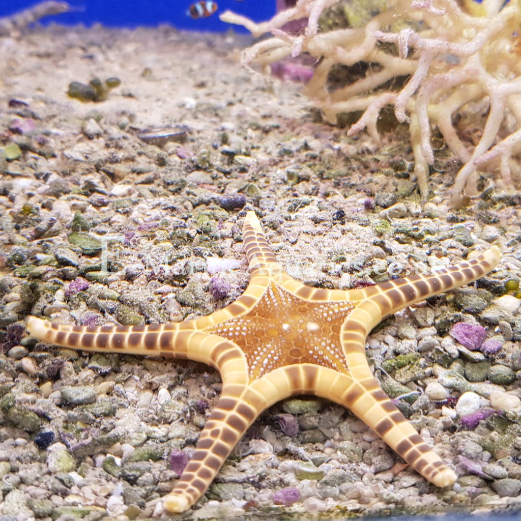 1024x1024 Double Star, Icon Starfish