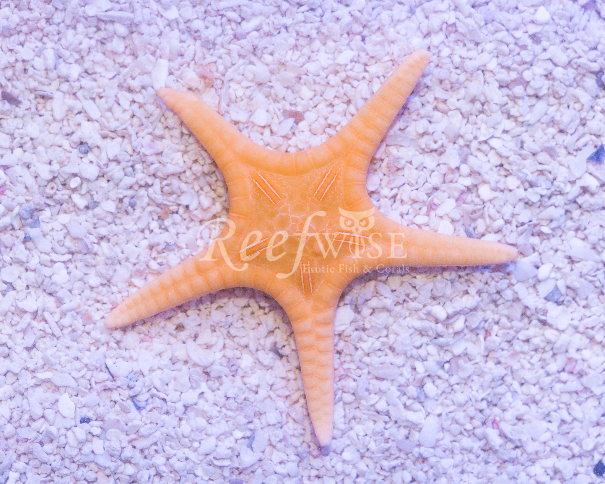 2048x1638 Double Icon Starfish Peach Reefwise