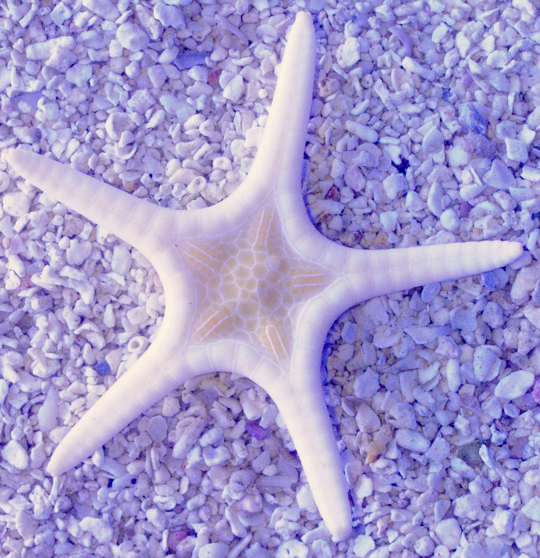 1060x1097 Double Icon Starfish Iconic Aquariums