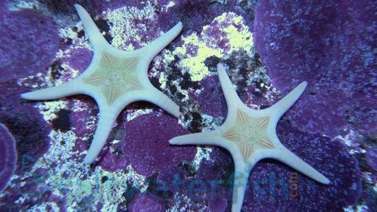 550x309 Double Tile Starfish