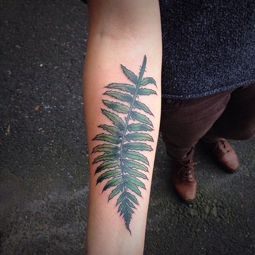 500x500 Western Sword Fern