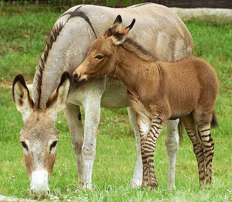 468x407 Sasas Android Alpesh