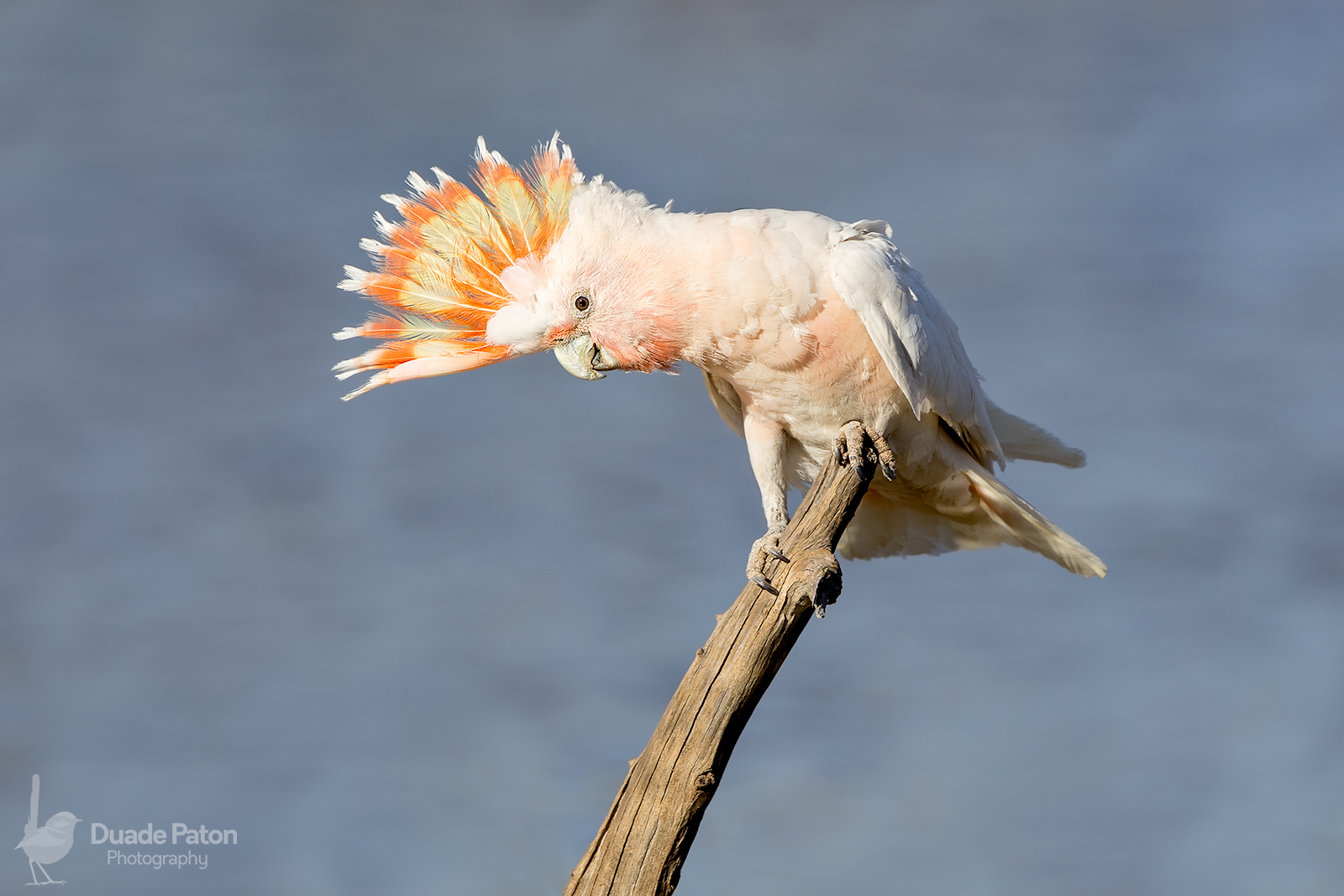 1600x1067 Beautiful Images Of Iconic Australian Birds Bird Photography