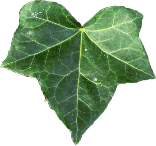 500x468 Ivy Ripper Hope For Removing English Ivy