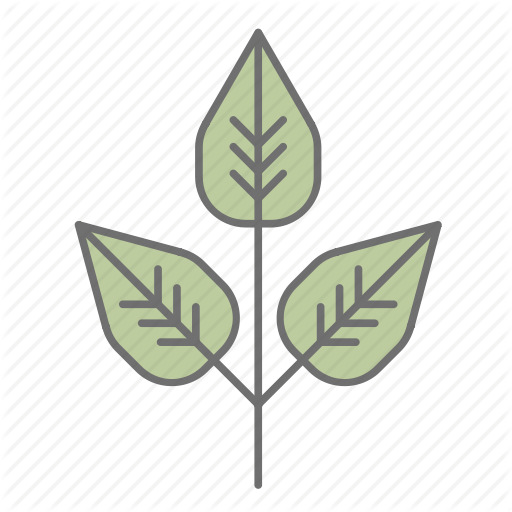 512x512 Green, Leaf, Leaves, Nature, Outdoors, Poison Ivy, Recreation Icon