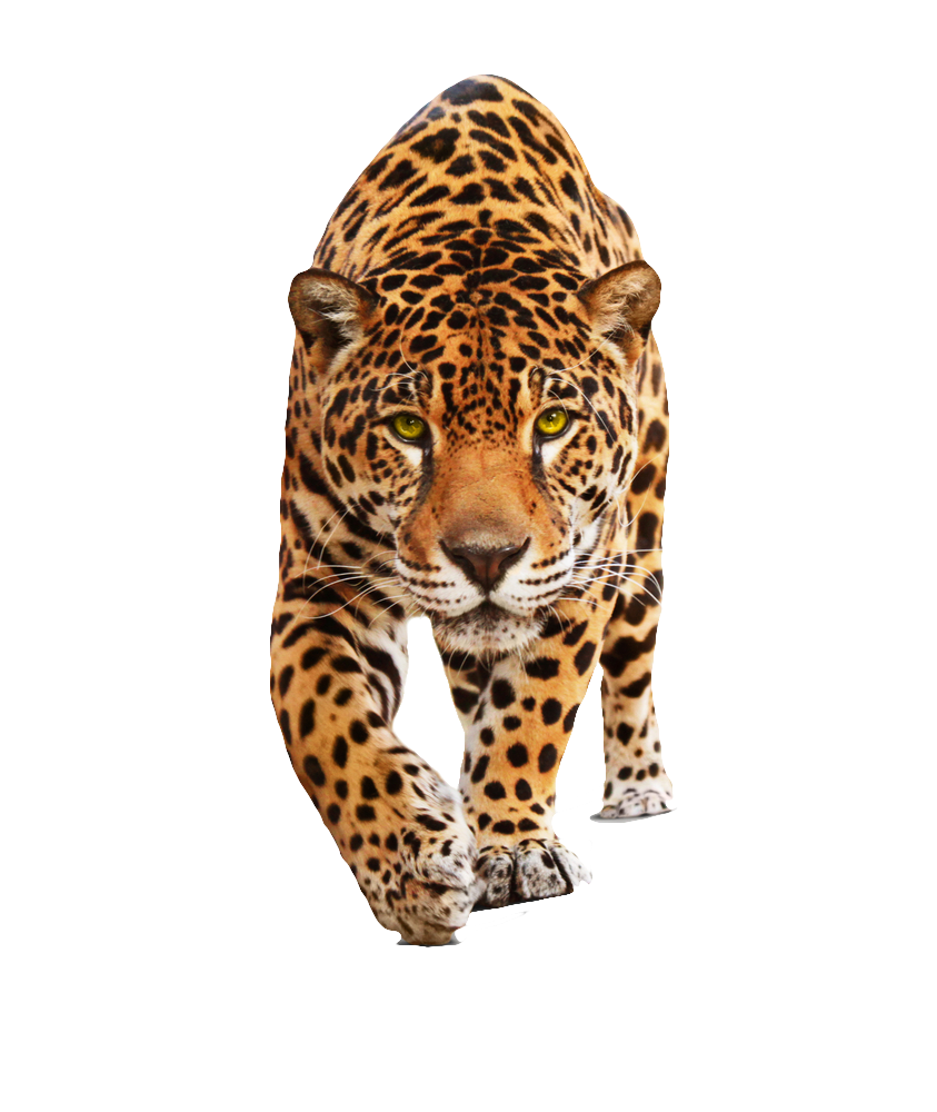 843x1000 Jaguar Icon Png Web Icons Png