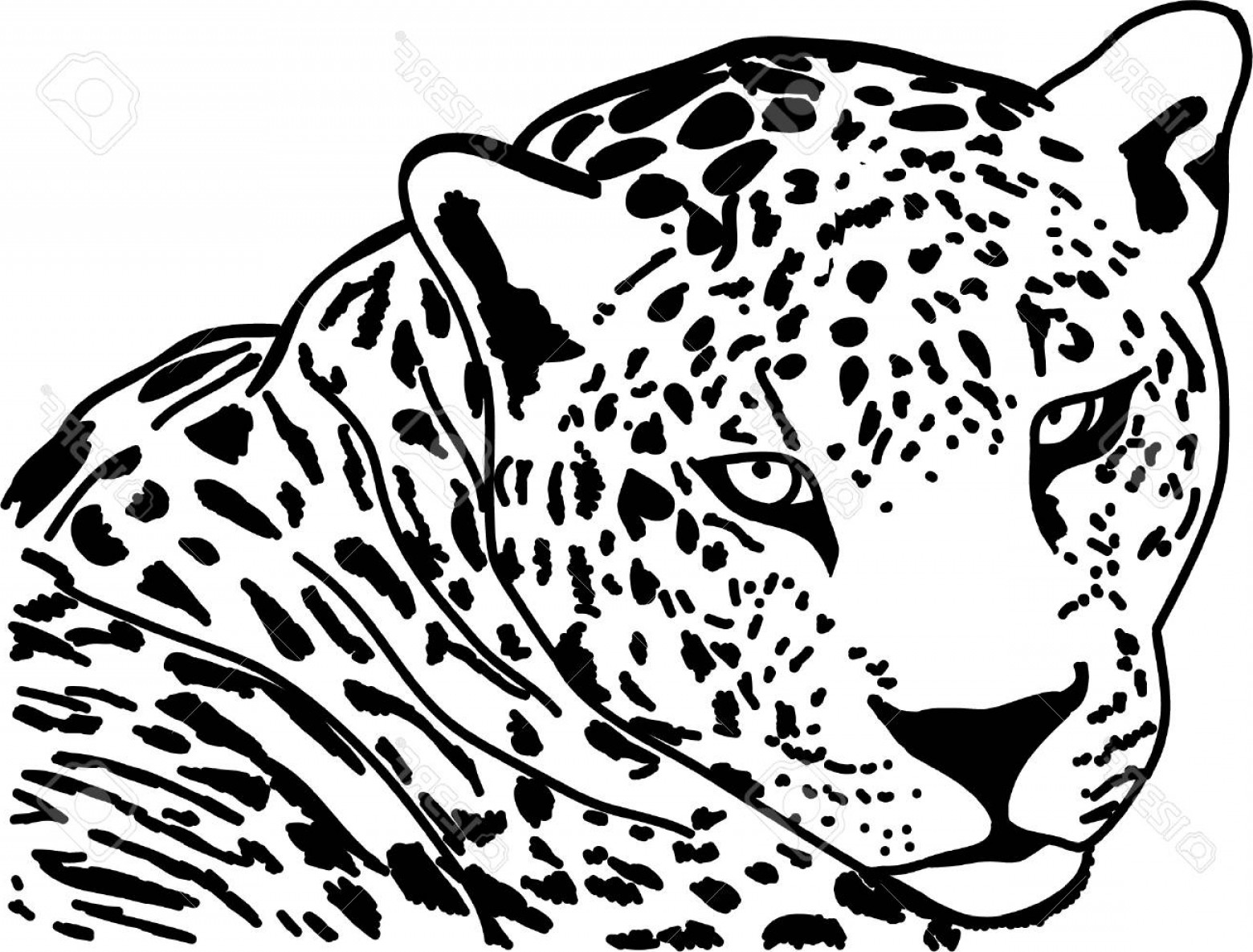 1560x1185 Photostock Vector Jaguar Head Icon Jaguar Sketch Icon For Web