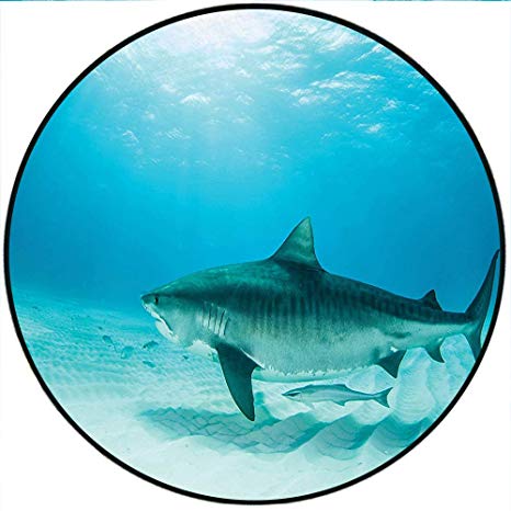466x466 Short Plush Round Area Rug Tiger Shark On The Bottom