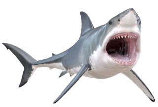 320x217 Shark Skeleton Inside A Shark Dk Find Out