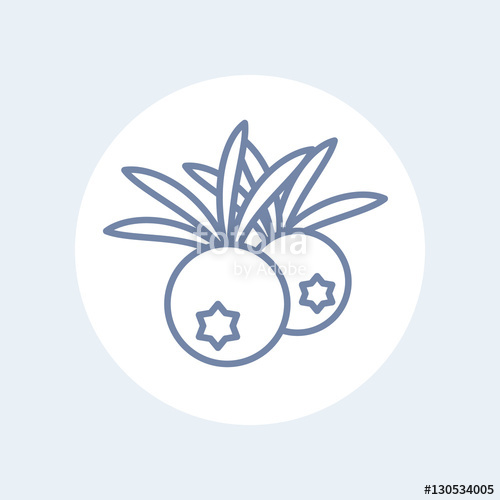 Juniper Berries Line Icon On White Stock Image And Royalty Free 500x500 Juniper Berries Line Icon On White Stock Image And Royalty Free