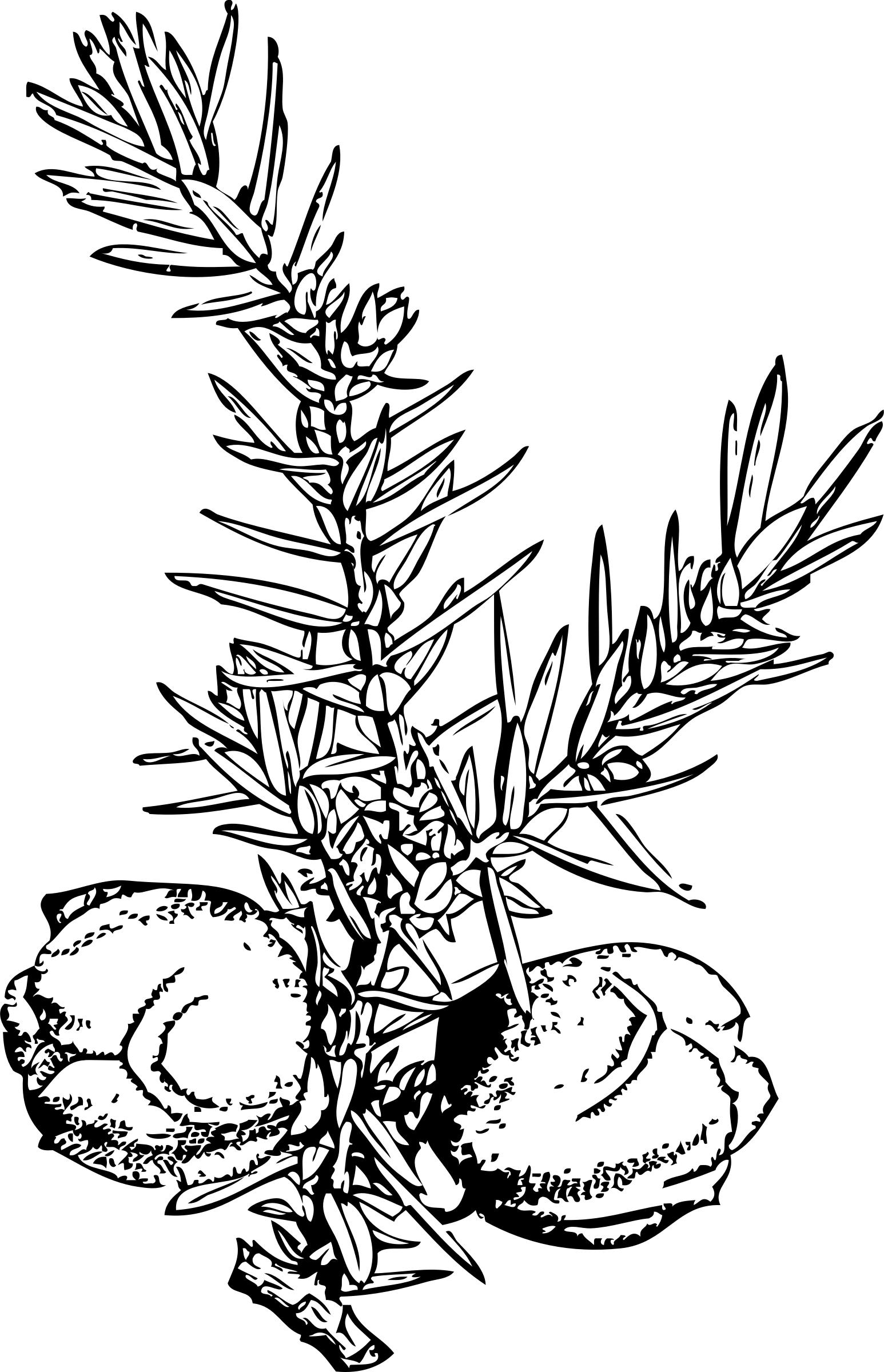 Juniper Branch And Berries Icons Png 1546x2400 Juniper Branch And Berries Icons Png