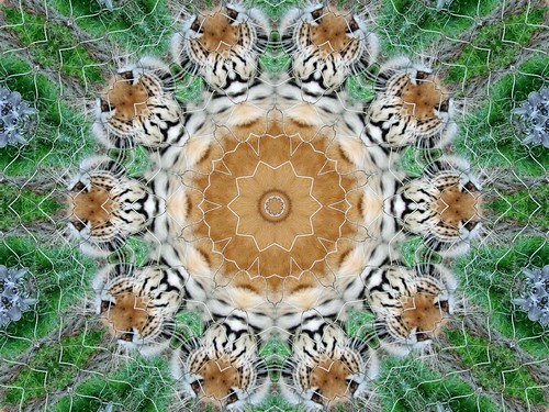500x375 Group Icon Kaleidoscope Junky