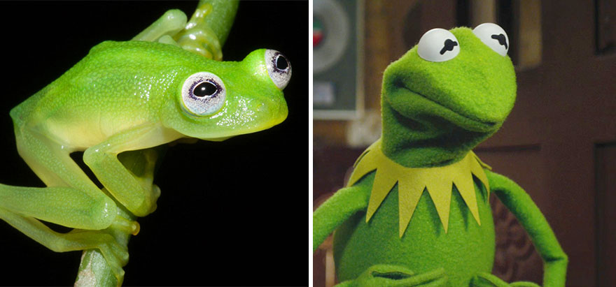 880x411 Scientists Discover Real Life Kermit The Frog In Costa Rica