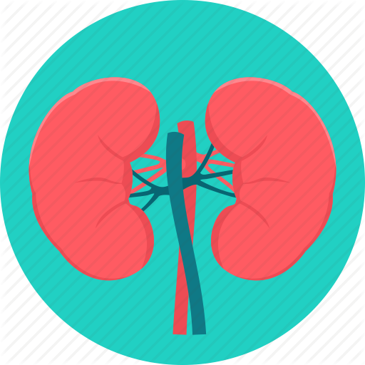 512x512 Anatomy, Kidney, Kidneys, Medical, Organ Icon