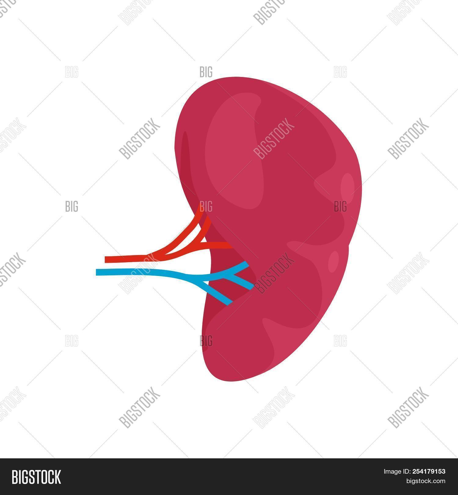 1500x1620 Health Kidney Icon Flat Illustration Of Health Kidney Image