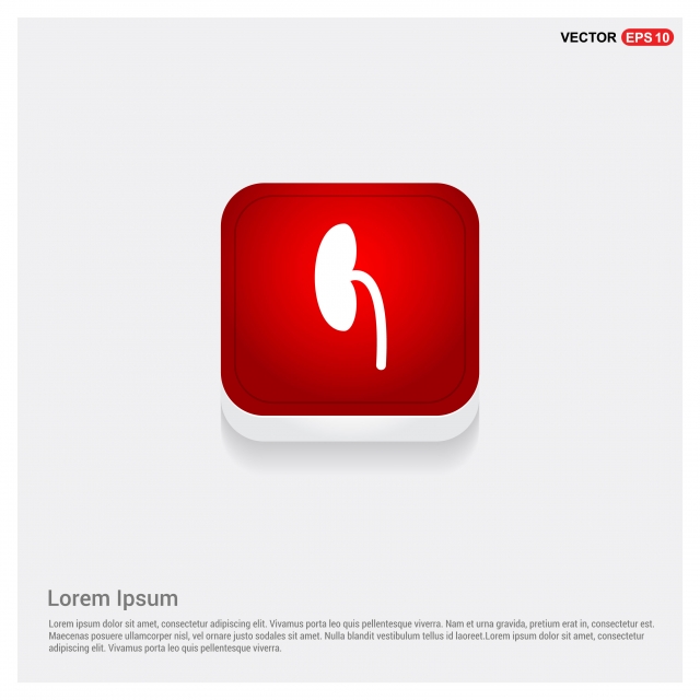 640x640 Kidney Icon, Sign, One, Icon Png And Vector With Transparent