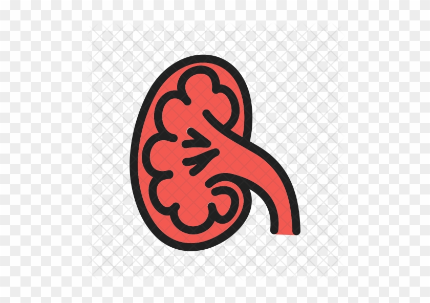 840x592 Kidney Icon