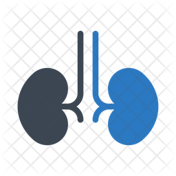 256x256 Kidney Icon Of Flat Style