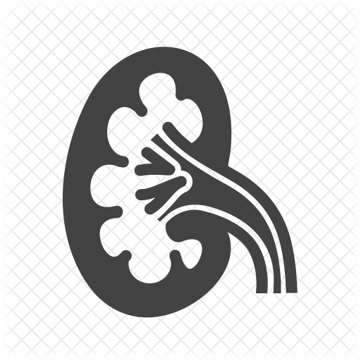 512x512 Kidney Icon Of Glyph Style