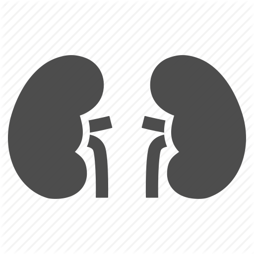 512x512 Bladder, Internal Organs, Kidney, Kidneys, Pancreas, Ureters