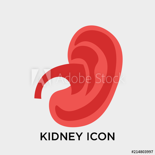 500x500 Kidney Icon Vector Sign And Symbol Isolated On White Background