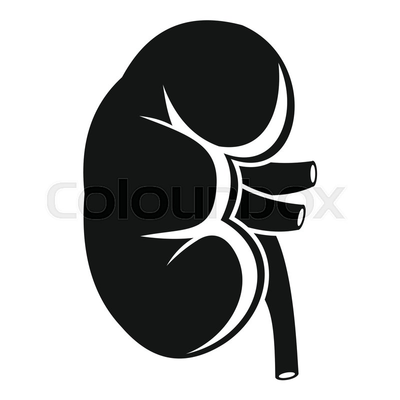 800x800 Kidney Icon Simple Illustration Of Stock Vector Colourbox