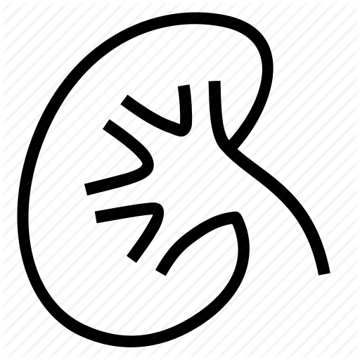 512x512 Kidney Icon