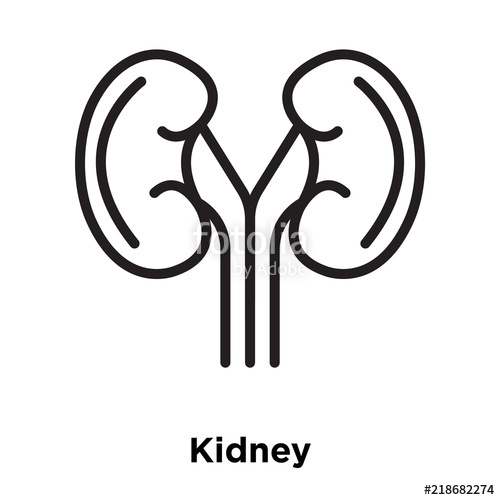 500x500 Kidney Icons Isolated On White Background Modern And Editable