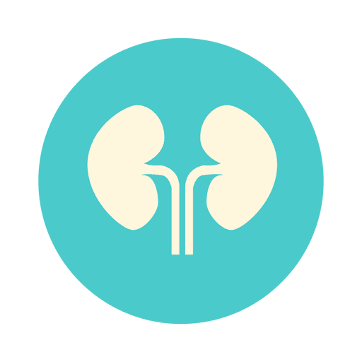 512x512 Flat Kidney Circle Icon