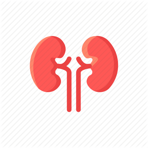 512x512 Health, Kidney, Kidneys, Medical, Organ, Renal Icon