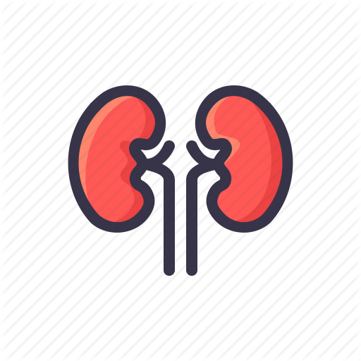 512x512 Health, Kidney, Kidnies, Medical, Organ, Renal Icon