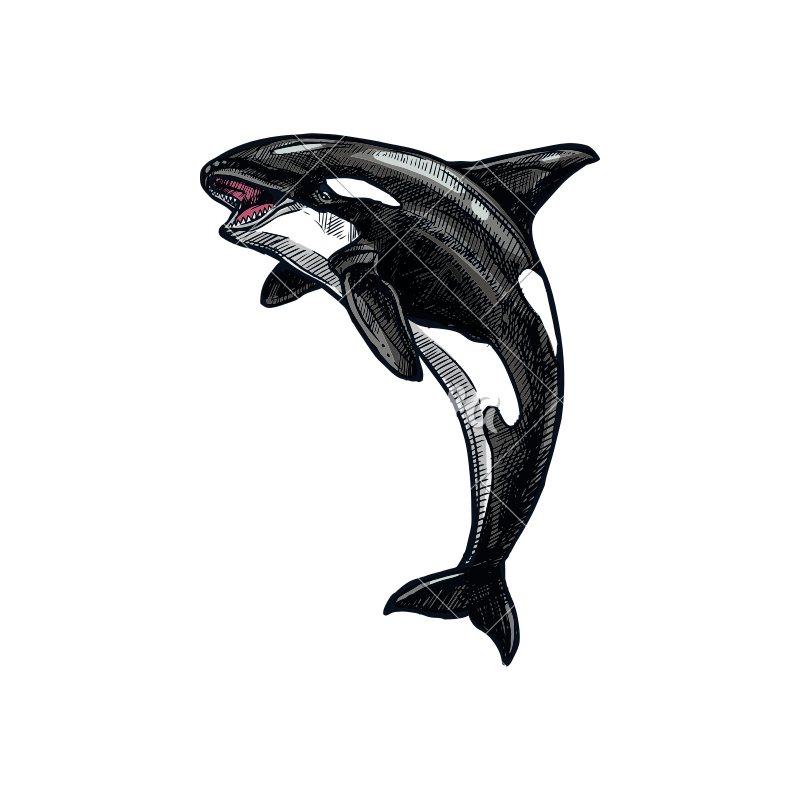 800x800 Killer Whale