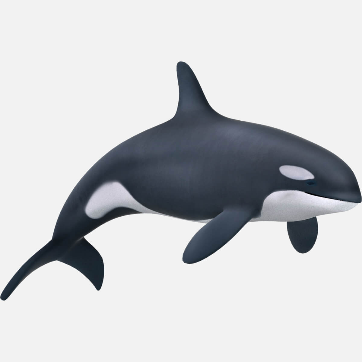 1200x1200 Killer Whale Orcinus Orca Model