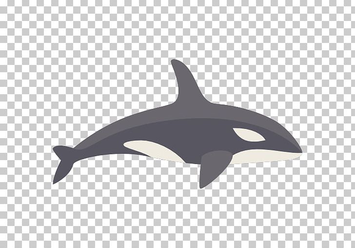 728x508 Dolphin Killer Whale Animal Icon Png, Clipart, Animal, Animals