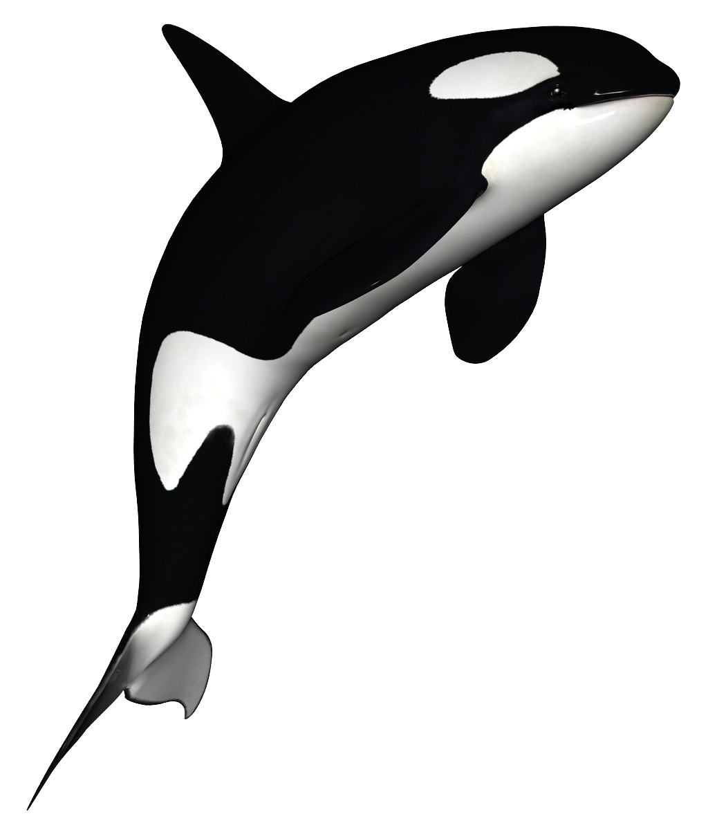 1024x1200 Download Free Killer Whale Download Png Icon Favicon Freepngimg